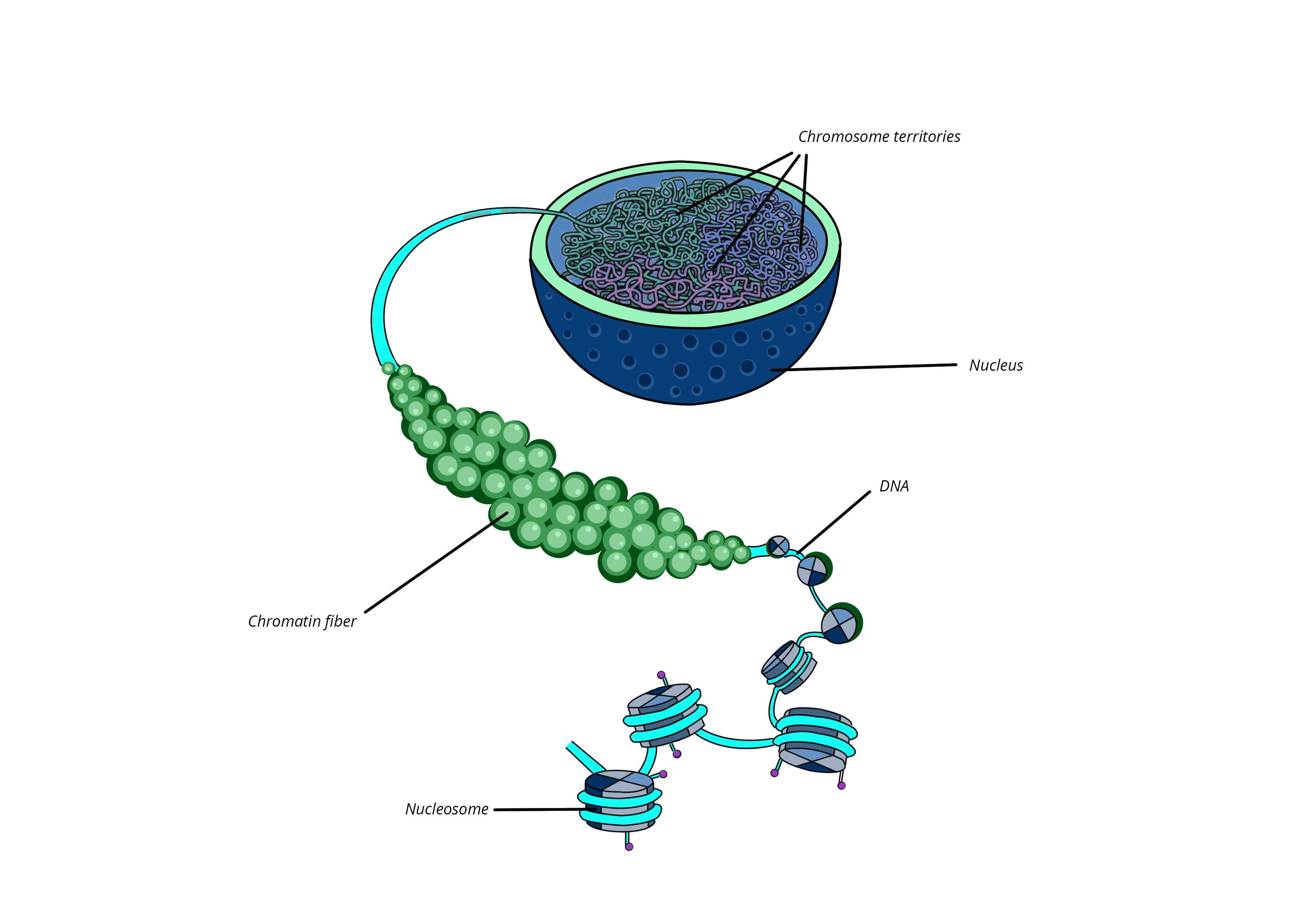 What Are Chromatin Definition Types And Importance Biology AESL What Are Chromatin Definition Types And Importance Biology AESL